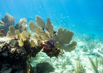 Corals in Key West, Florida in 2023 -- the world is in the middle of a major coral bleaching incident. ©AFP