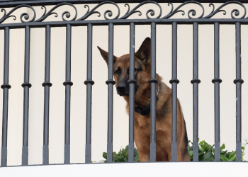 Commander, US President Joe Biden's dog, is now living with family members / ©AFP